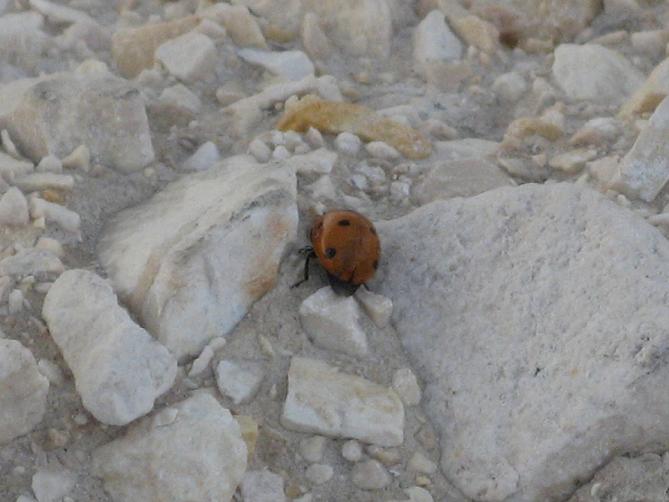 Coccinella septempunctata della Puglia
